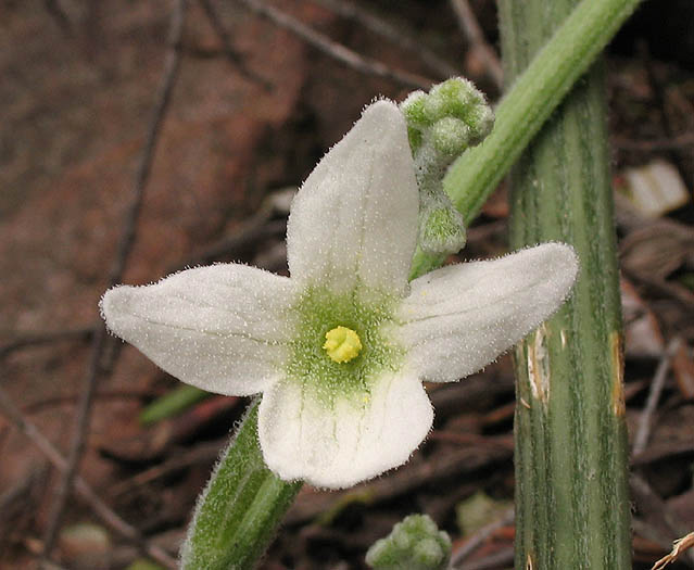 Detailed Picture 1 of Wild Cucumber
