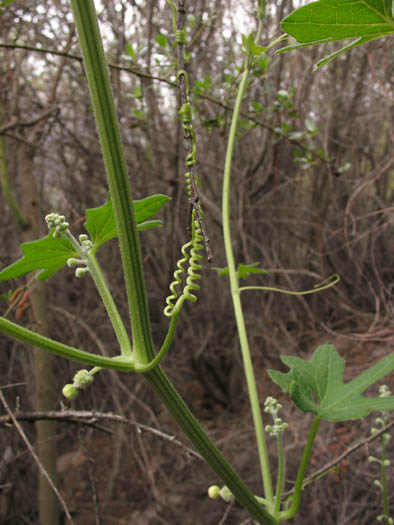 Detailed Picture 5 of Wild Cucumber