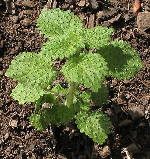 Detailed Picture 5 of Annual Stinging Nettle