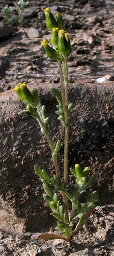 Detailed Picture 5 of California Groundsel