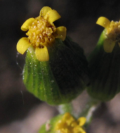 Detailed Picture 1 of California Groundsel