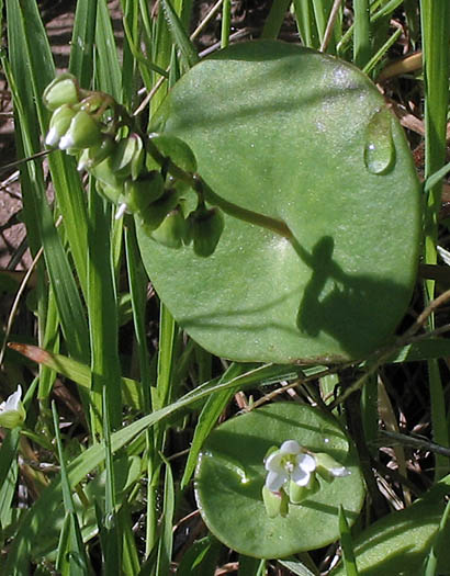 Detailed Picture 2 of Miner's Lettuce