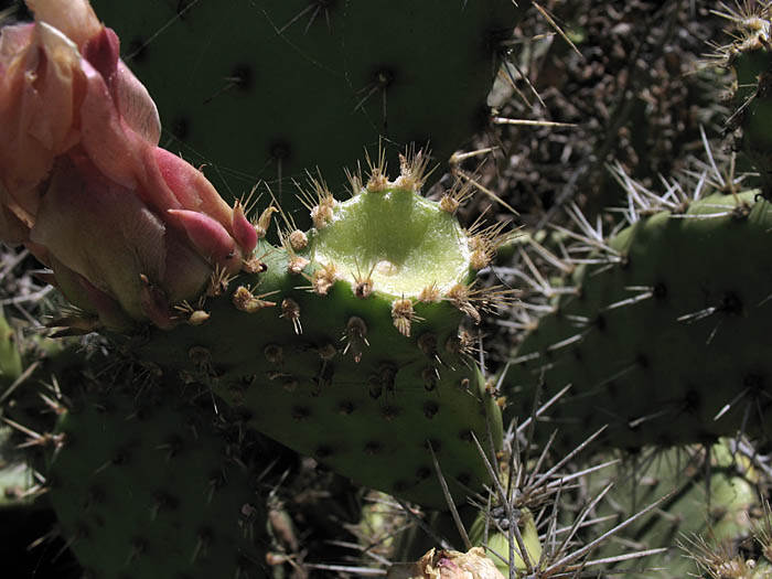 Detailed Picture 4 of Coastal Prickly Pear
