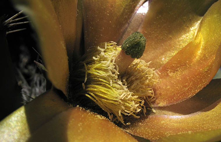 Detailed Picture 2 of Coastal Prickly Pear