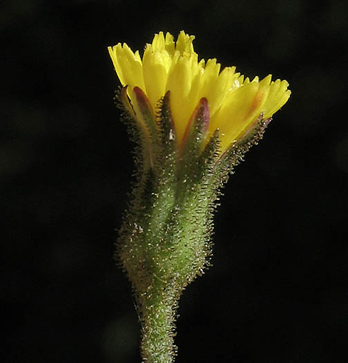 Detailed Picture 3 of Hawkweed