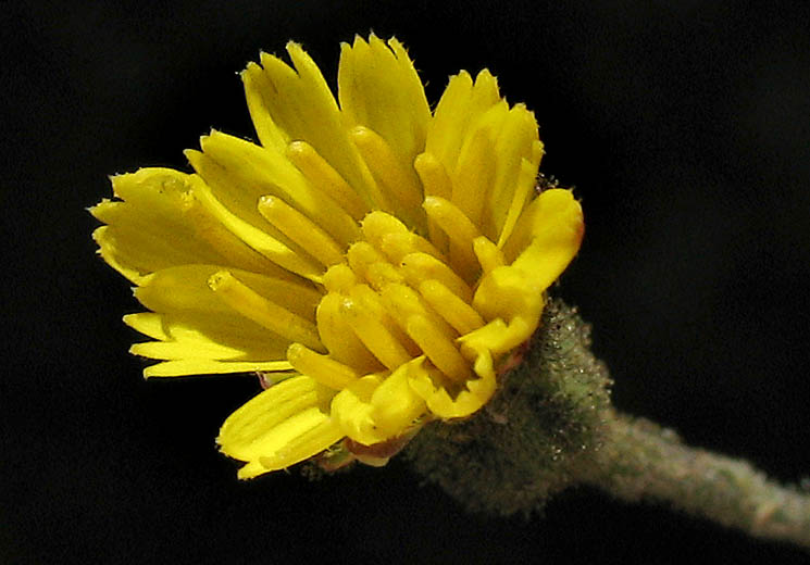 Detailed Picture 2 of Hawkweed
