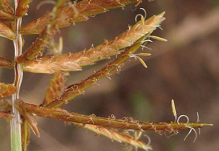 Detailed Picture 2 of Yellow Nutsedge