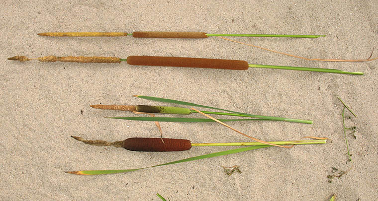 Detailed Picture 4 of Broad-leaved Cattail