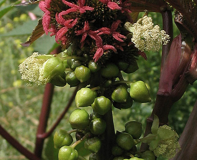 Detailed Picture 3 of Castor Bean