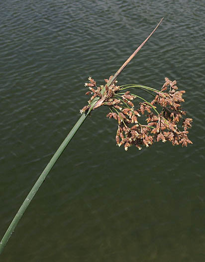 Detailed Picture 4 of California Bulrush