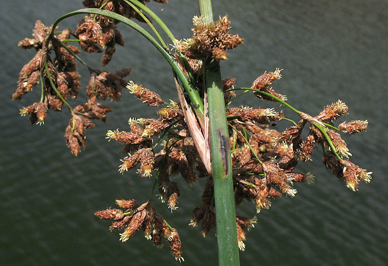 Detailed Picture 3 of California Bulrush