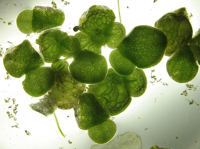 Detailed Picture 3 of Inflated Duckweed