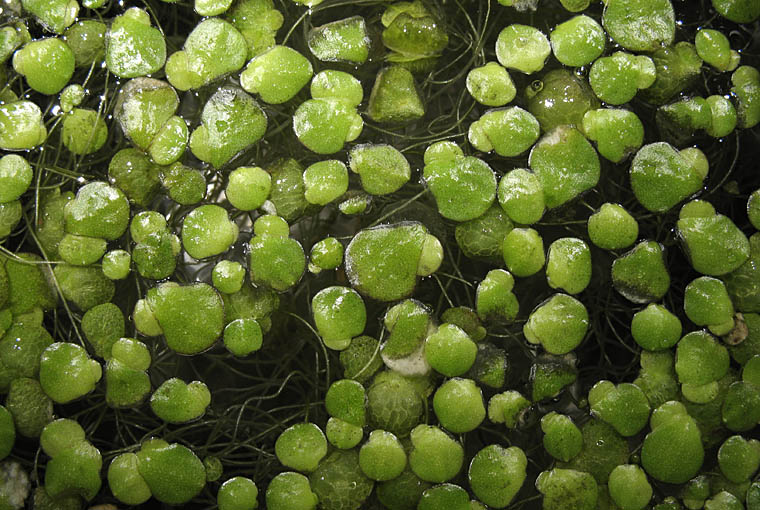 Detailed Picture 1 of Inflated Duckweed