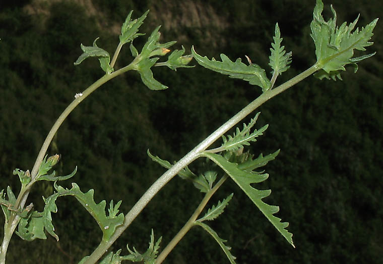 Detailed Picture 7 of Veatch's Blazing Star