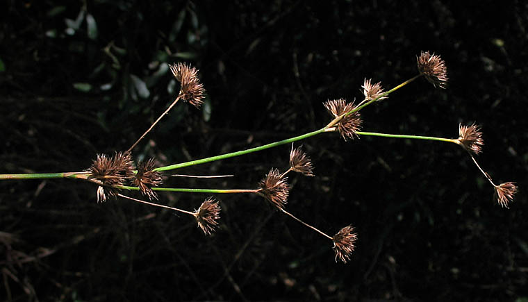 Detailed Picture 3 of Brown Headed Rush