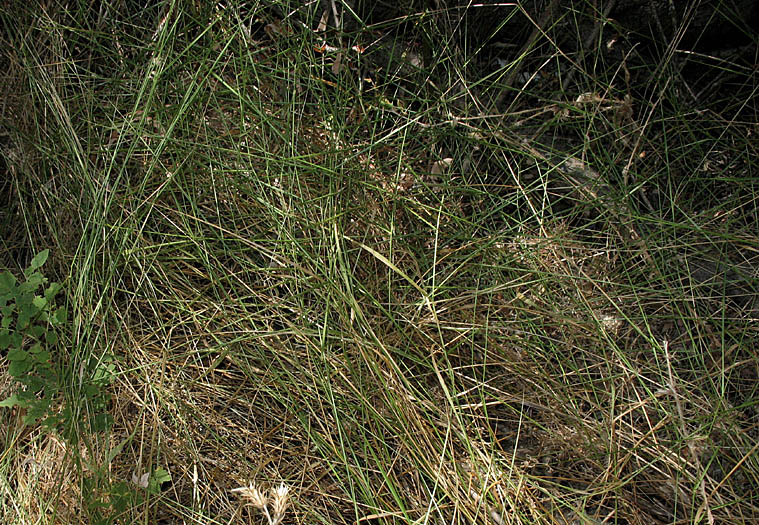 Detailed Picture 6 of Beardless Wild Rye