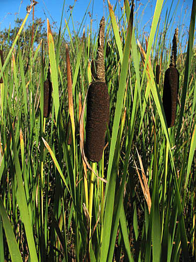 Detailed Picture 2 of Broad-leaved Cattail
