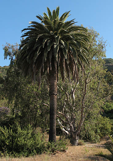 Detailed Picture 4 of Canary Island Date Palm