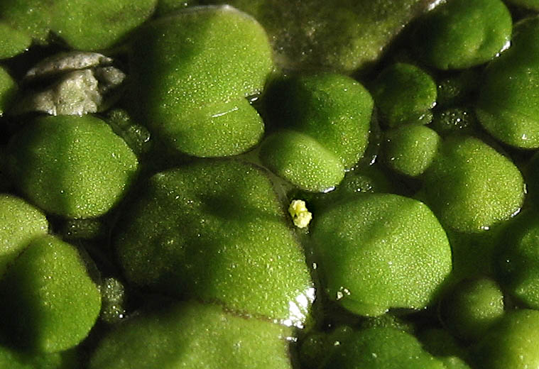 Detailed Picture 7 of Inflated Duckweed