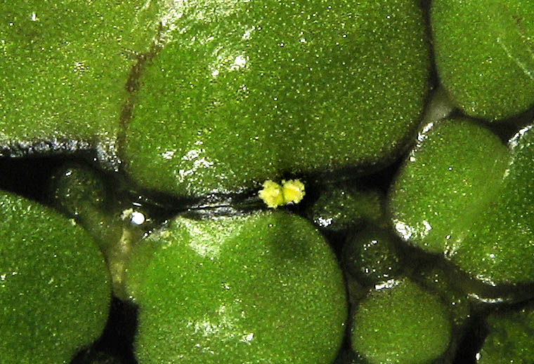 Detailed Picture 6 of Inflated Duckweed