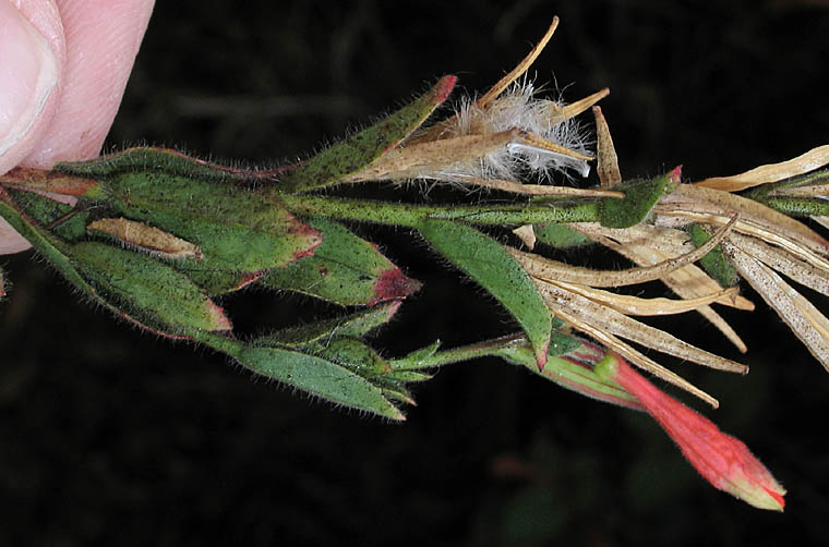 Detailed Picture 3 of Broadleaved California Fuchsia