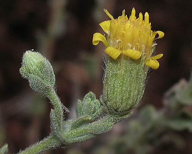 Detailed Picture 3 of Hairy Golden-aster