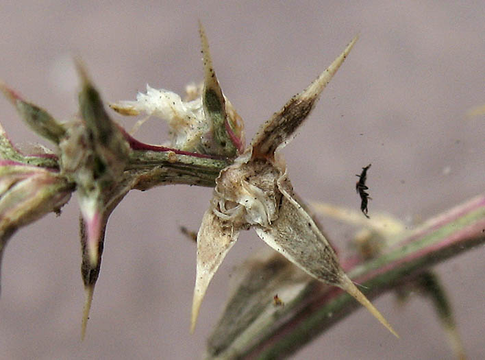 Detailed Picture 6 of Russian Thistle