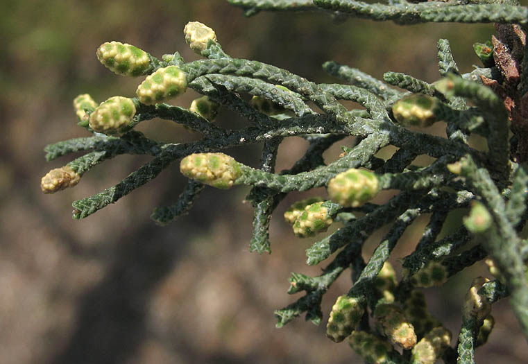 Detailed Picture 3 of Arizona Cypress