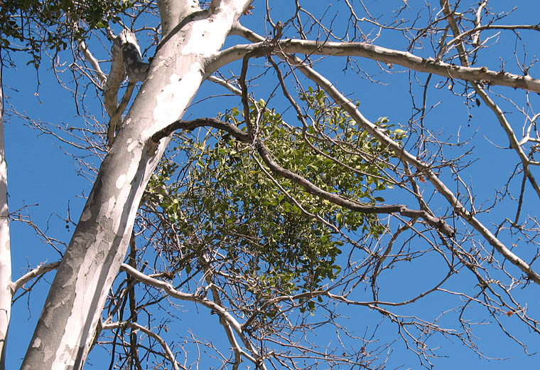 Detailed Picture 9 of Sycamore Mistletoe