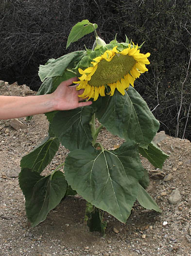 Detailed Picture 5 of Common Sunflower