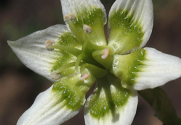 Detailed Picture 2 of Star-lily