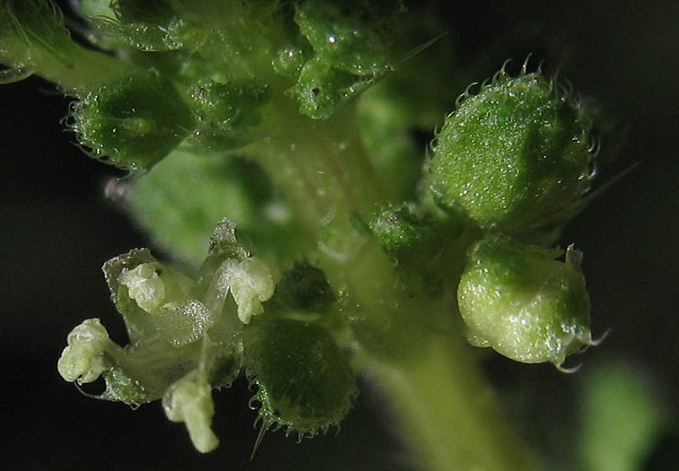 Detailed Picture 1 of Annual Stinging Nettle