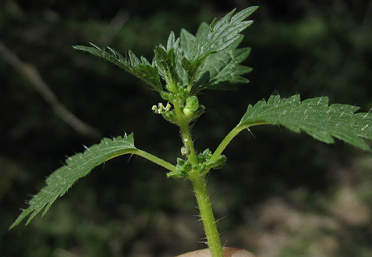Detailed Picture 2 of Annual Stinging Nettle