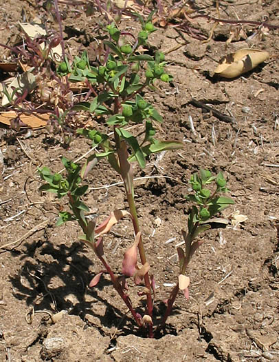 Detailed Picture 4 of Warty Spurge
