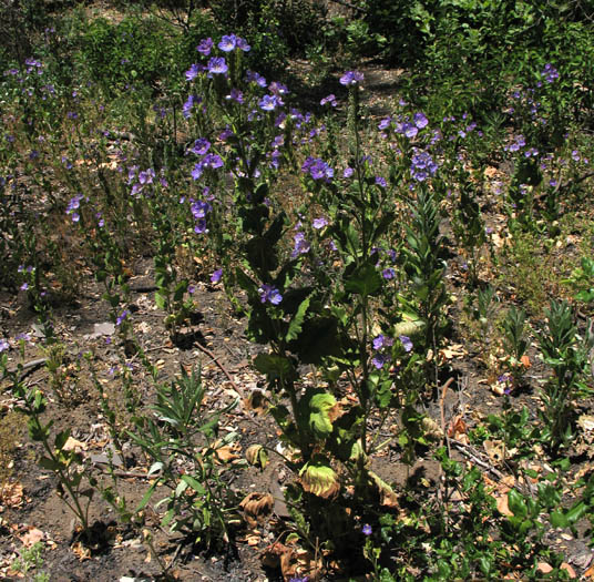Detailed Picture 6 of Large-flowered Phacelia