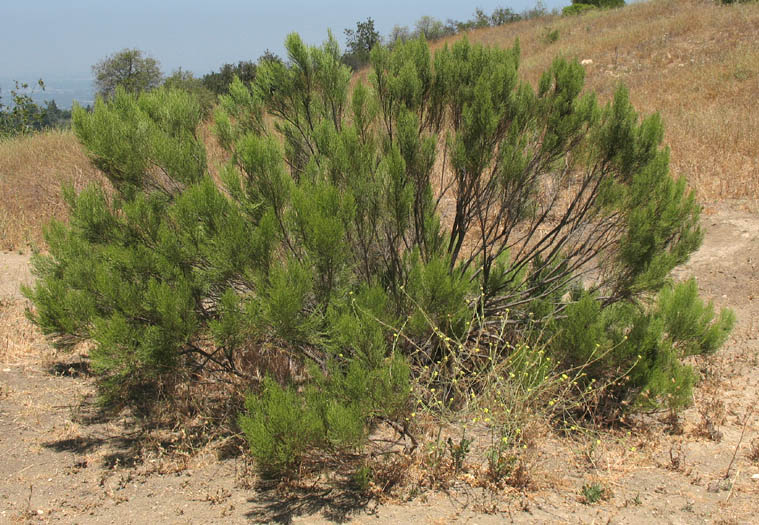 Detailed Picture 7 of Hybrid Desertbroom