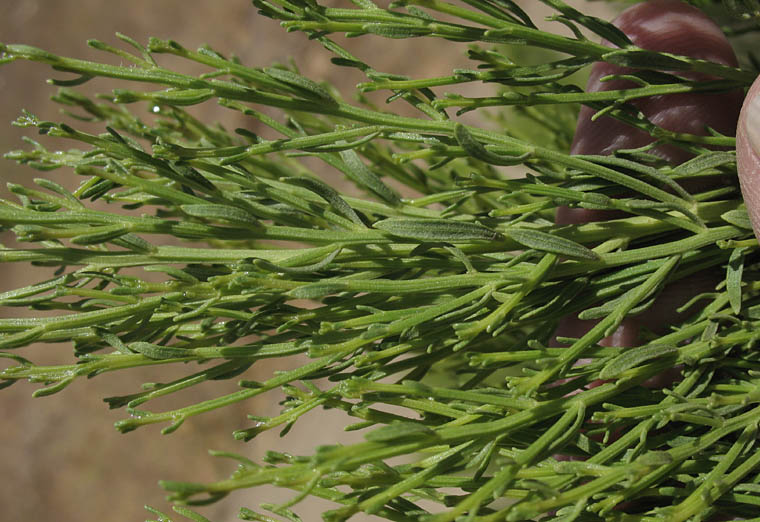 Detailed Picture 5 of Hybrid Desertbroom
