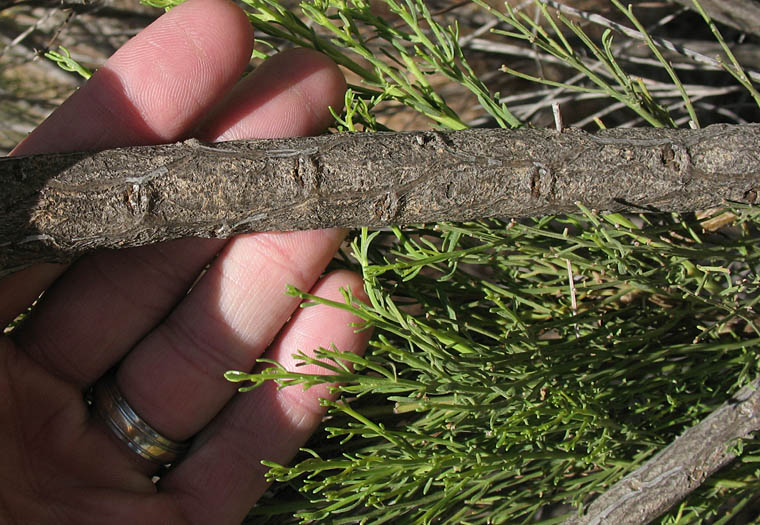 Detailed Picture 8 of Hybrid Desertbroom