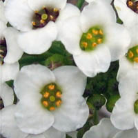 Thumbnail Picture of Sweet Alyssum
