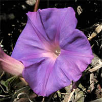 Thumbnail Picture of Morning Glory