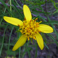 Thumbnail Picture of Slender-leaved Goldenbush