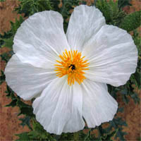 Thumbnail Picture of Prickly Poppy