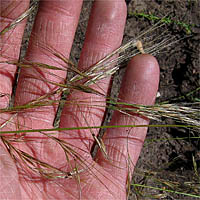 Thumbnail Picture of Foothill Needlegrass