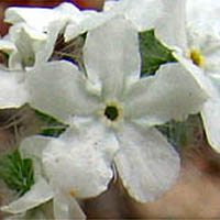 Thumbnail Picture of Large-flowered Popcorn Flower