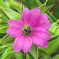 Thumbnail Picture of Cutleaf Geranium