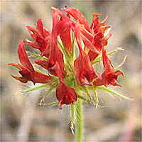 Thumbnail Picture of Crimson Clover