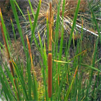 Thumbnail Picture of Narrow-leaved Cattail