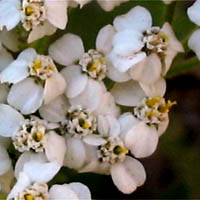 Thumbnail Picture of Yarrow