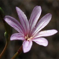 Thumbnail Picture of Field Willow-herb