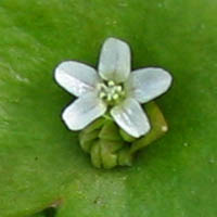 Thumbnail Picture of Miner's Lettuce